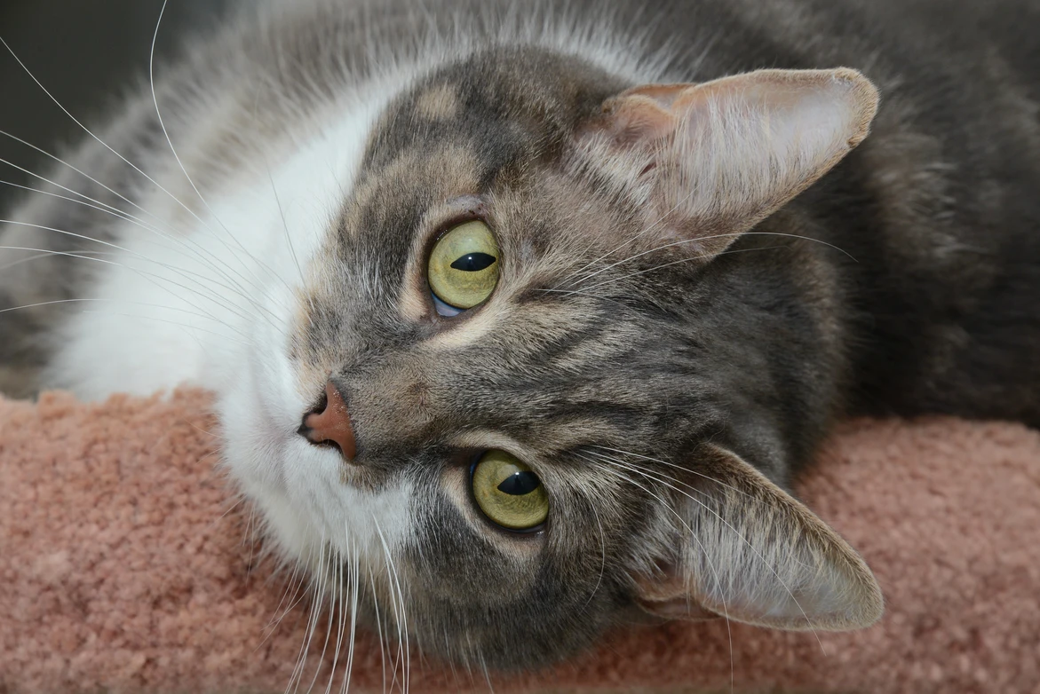 Moose a grey and white tabby cat, with bright green eyes that is laying on his side, on a pink carpeted cat perch.