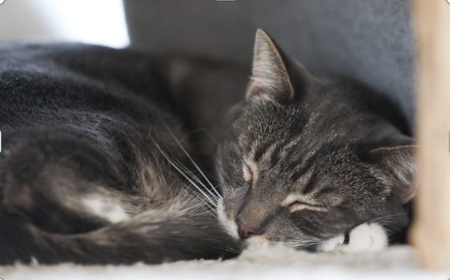 Cat resting comfortably at the Safe Haven