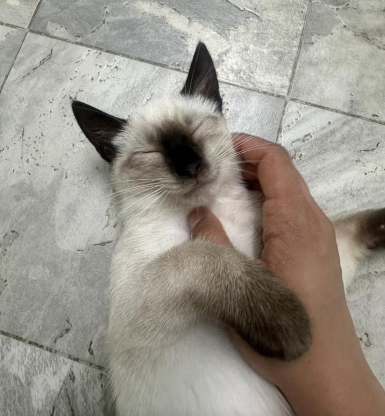 Volunteer caring for a cat