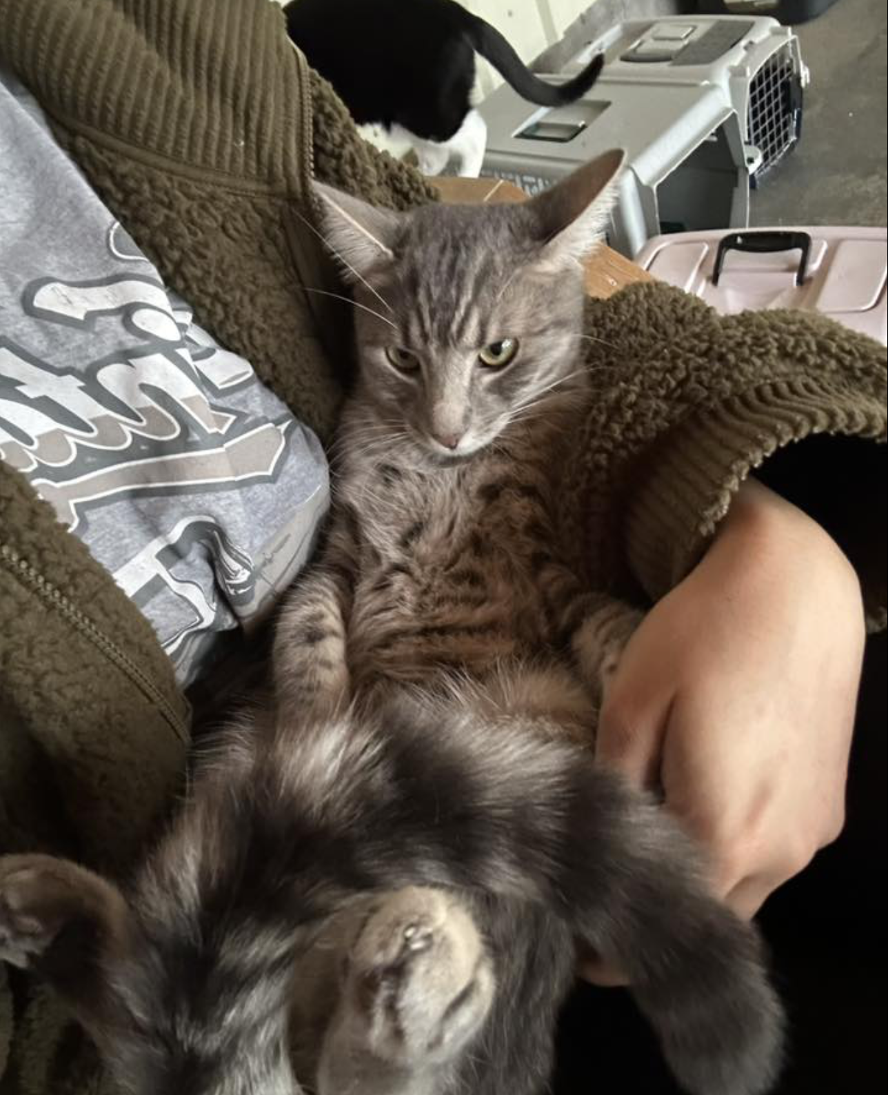 Volunteer spending time with a cat at the shelter