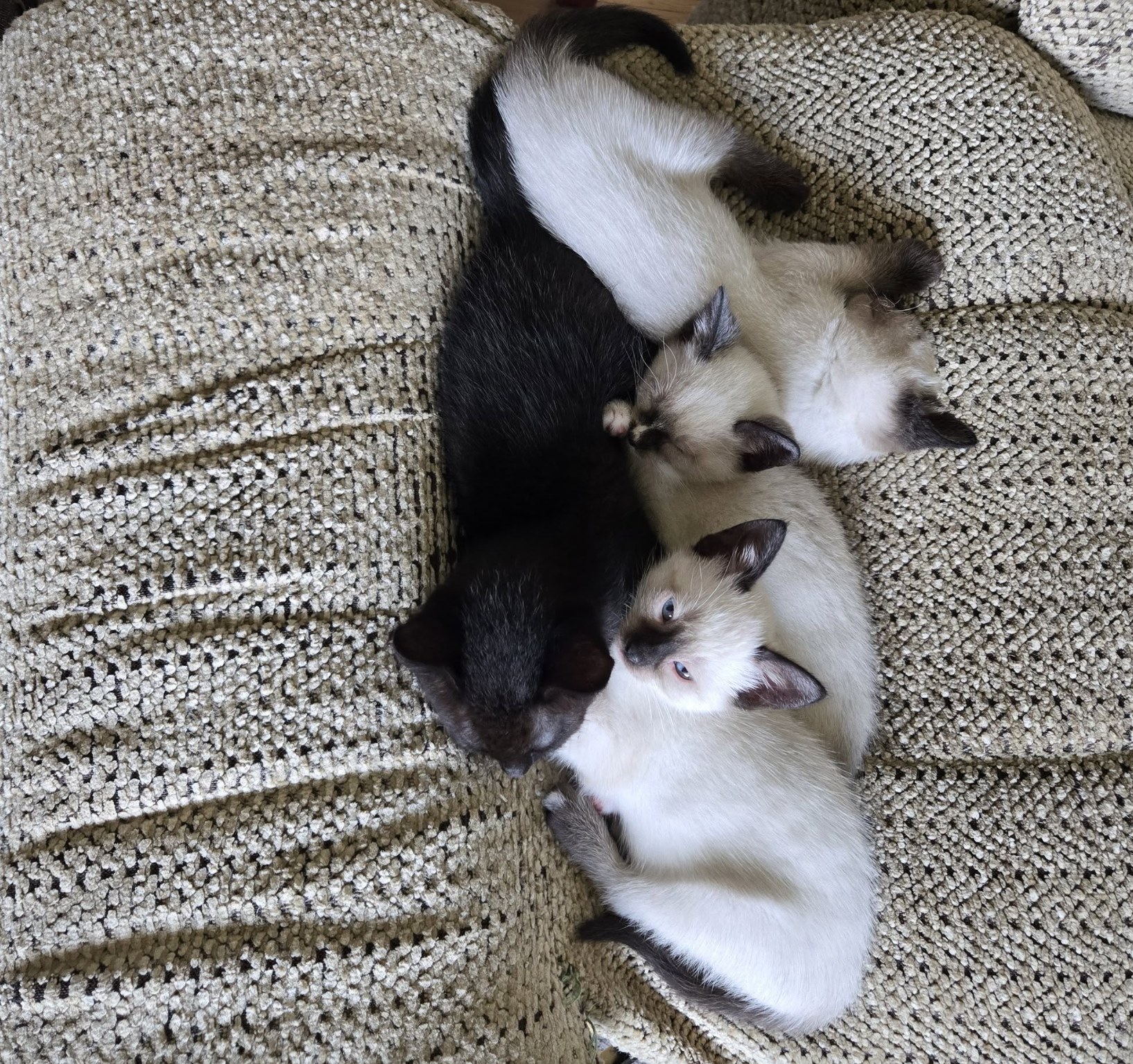 Kittens resting in a foster home