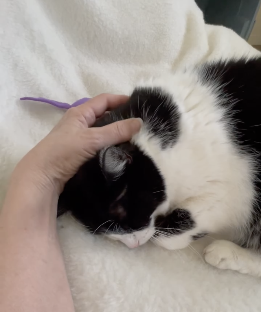 Foster cat receiving gentle care