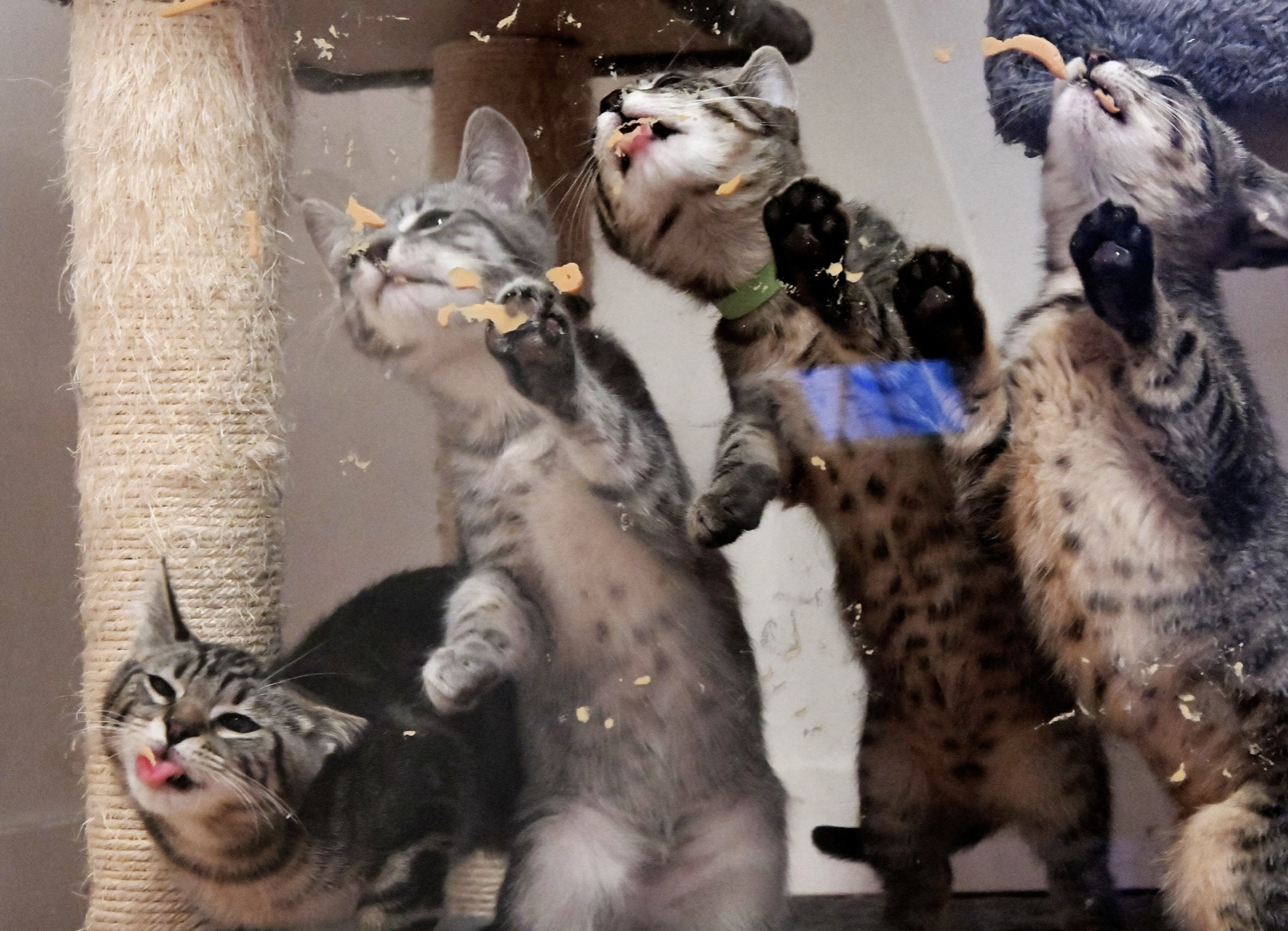 Kittens being fed a treat at shelter