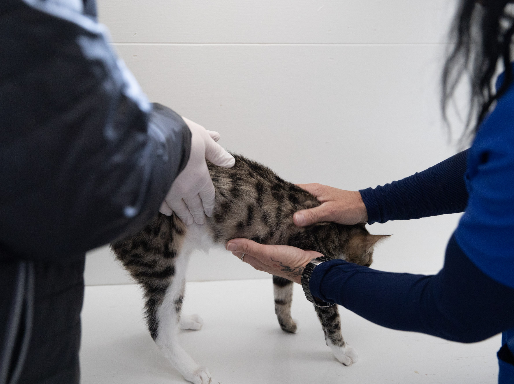 Cat receiving care at Safe Haven