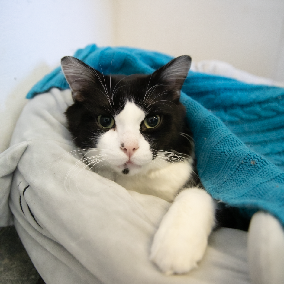 Adoptable cat