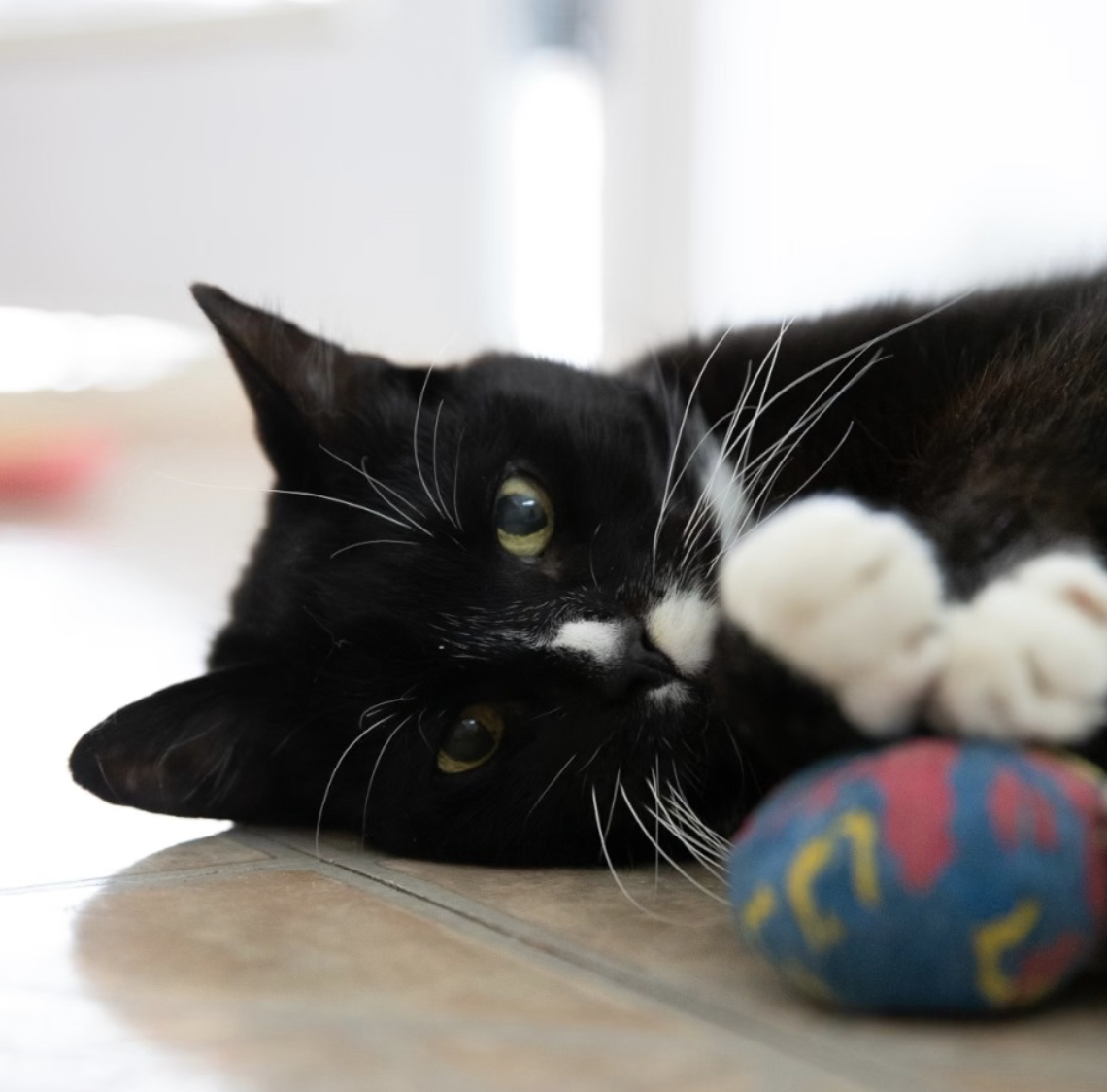 Adoptable cat