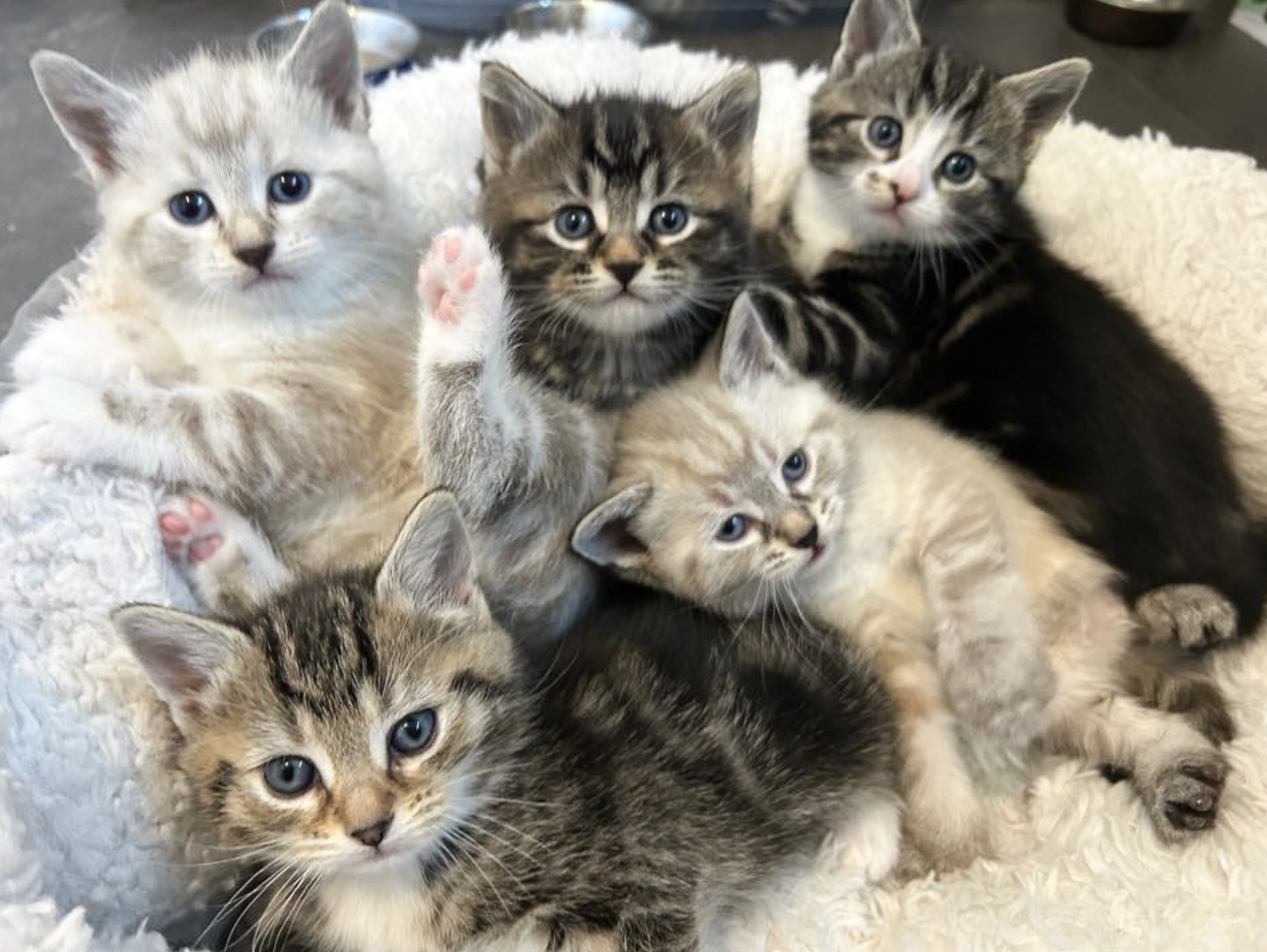Adoptable cat