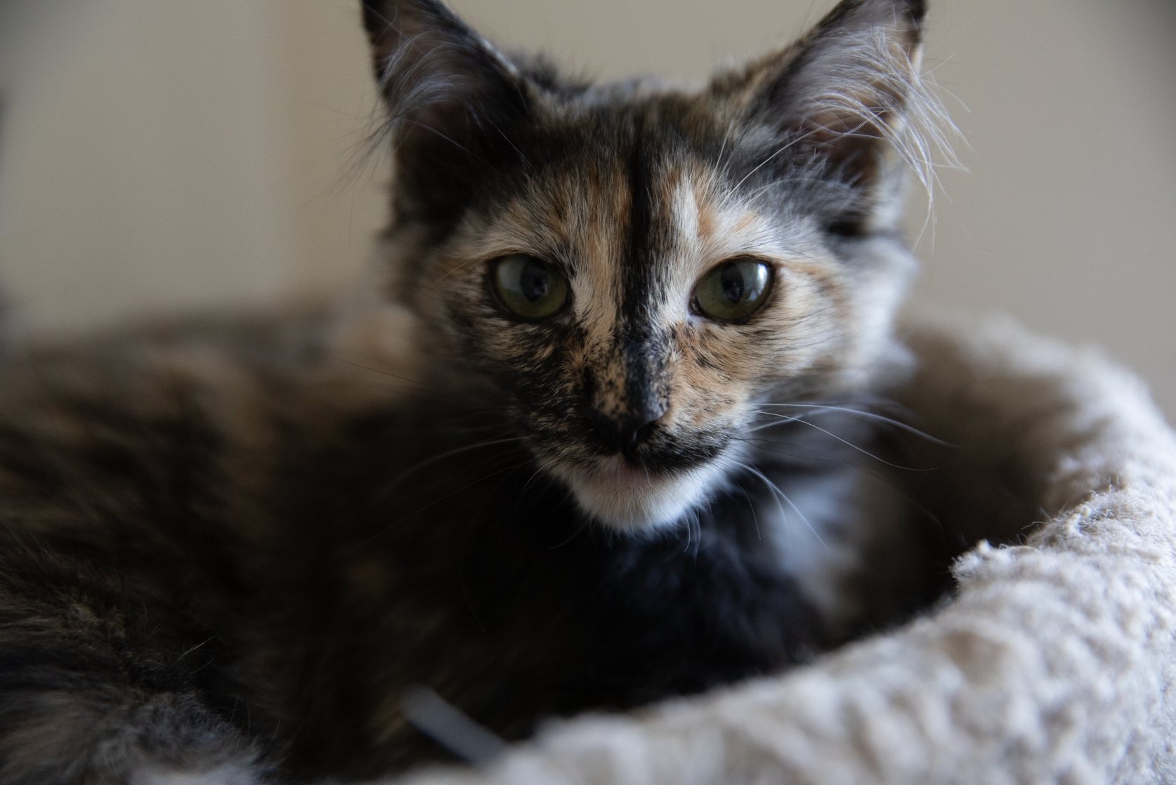 Cat at Safe Haven