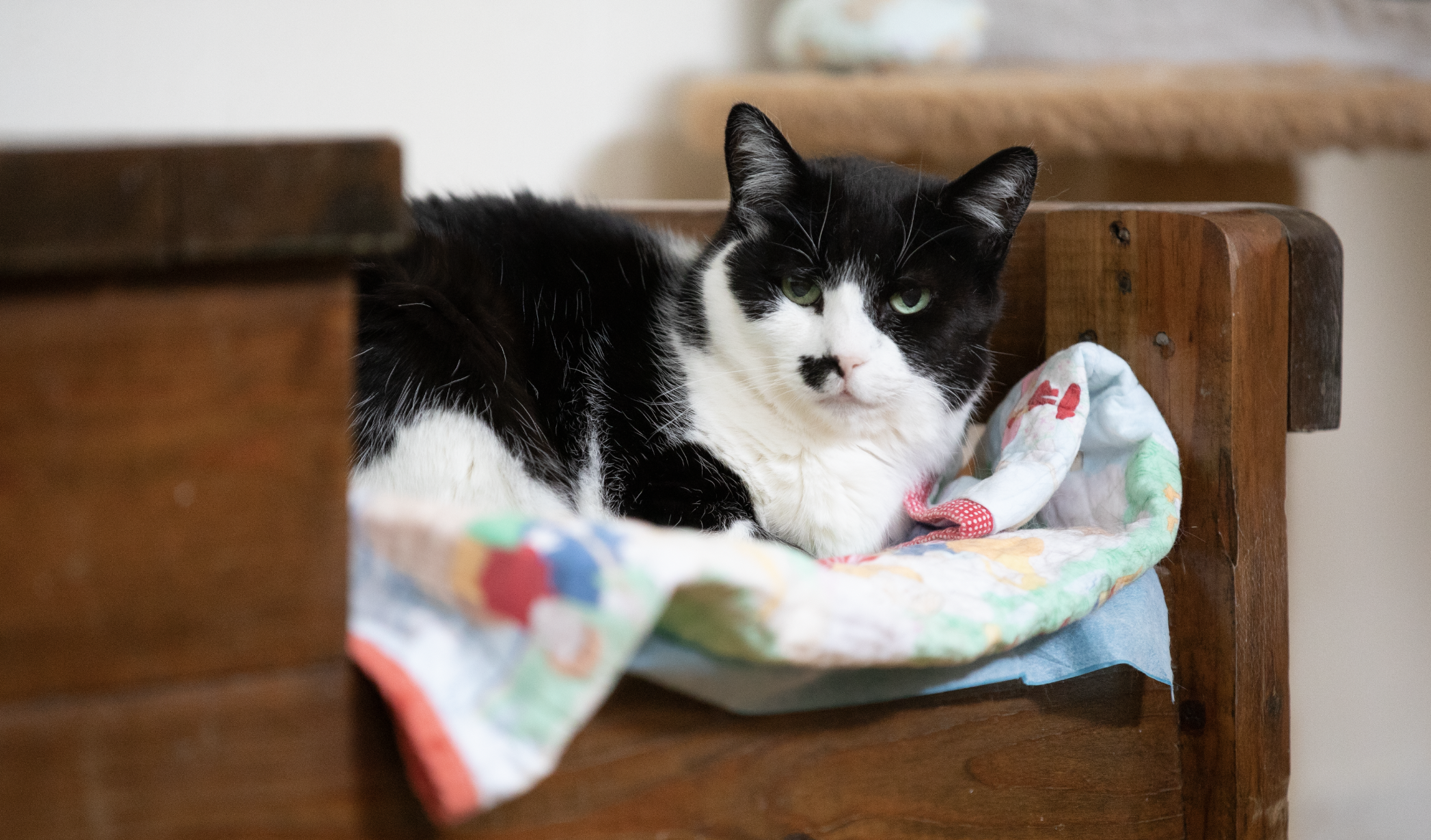 Cat resting at Safe Haven