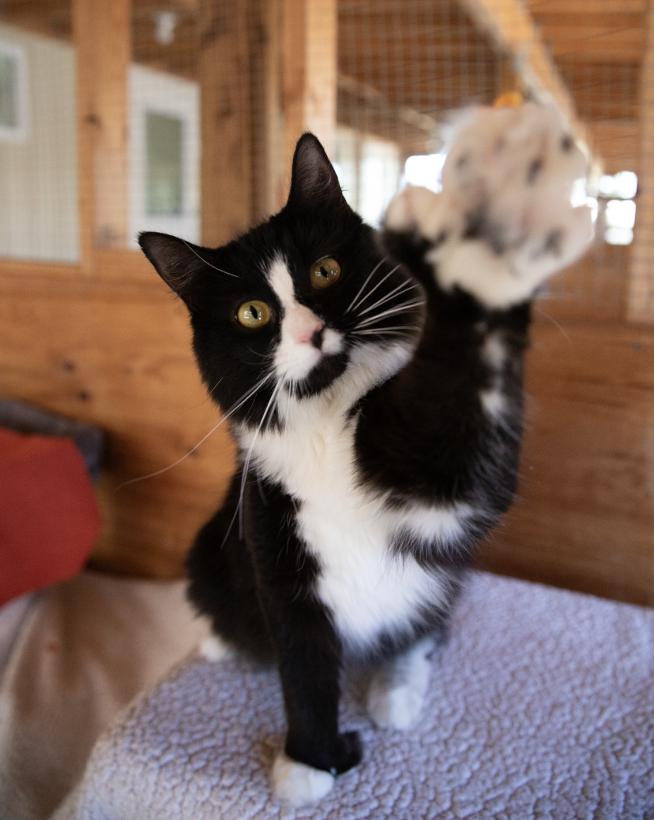 Cat at Chilliwack Animal Safe Haven
