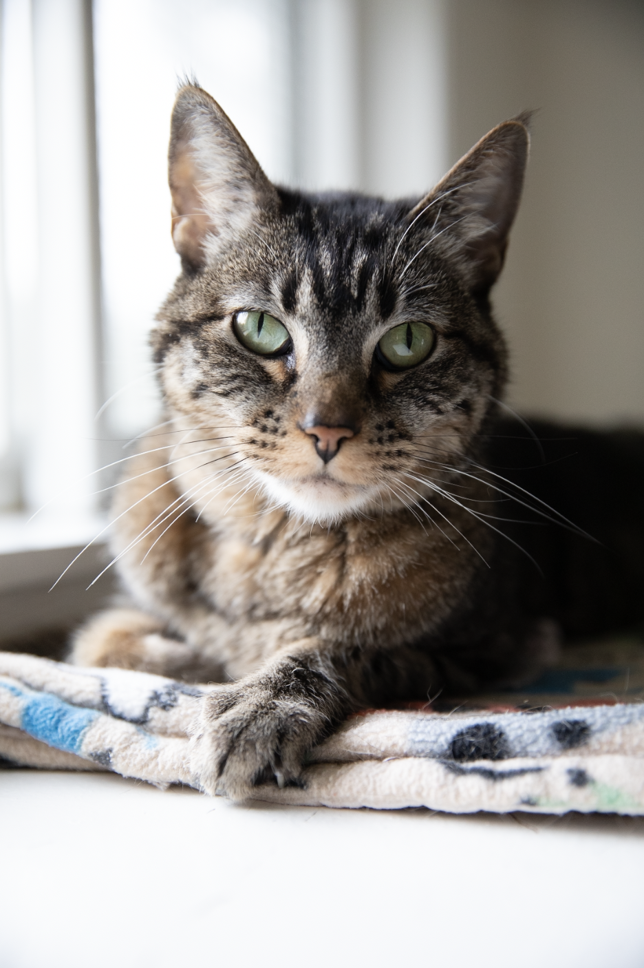 Cat at Chilliwack Animal Safe Haven