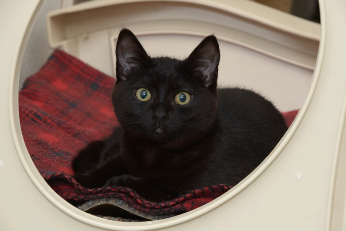 A black kitten loafed in a white circular hidey hole on a red plaid blanket.