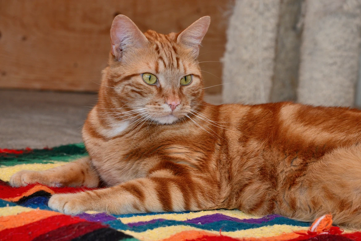 JoJo a orange and red striped cat laying on a colourful blanket.