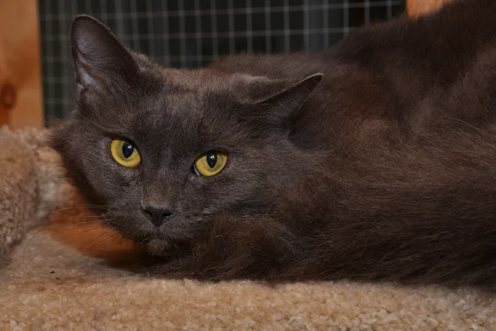 A grey cat named Jogn, with yellow eyes, curled up on a beige blanket.