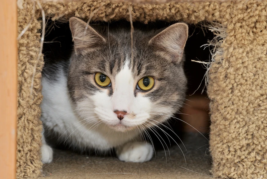 Wade, a grey and white tabby cat with yellow-gold eyes, in a cat tree.