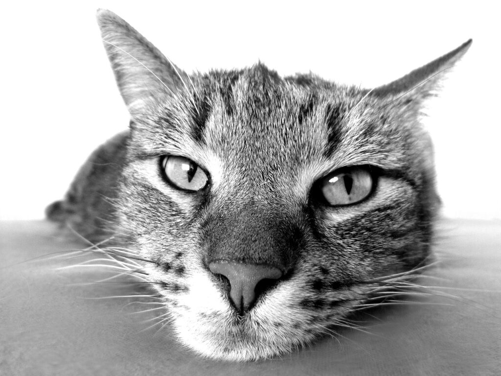 a black and white photo of a tabby cats face leaning on a surface.