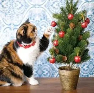 On a wooden floor there is an orange, white and black cat pawing a small Christmas tree with red bulbs. There's a blue and white patterned background.