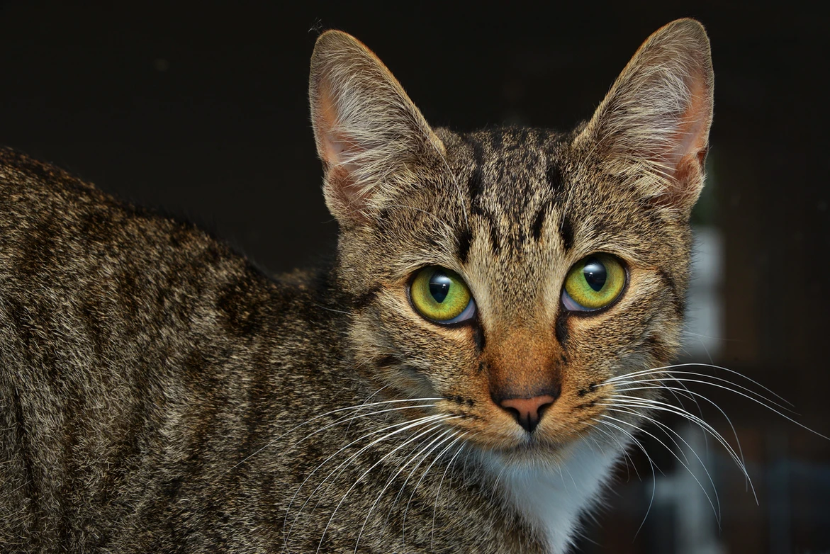 Coho the tabby cat that has been adopted.