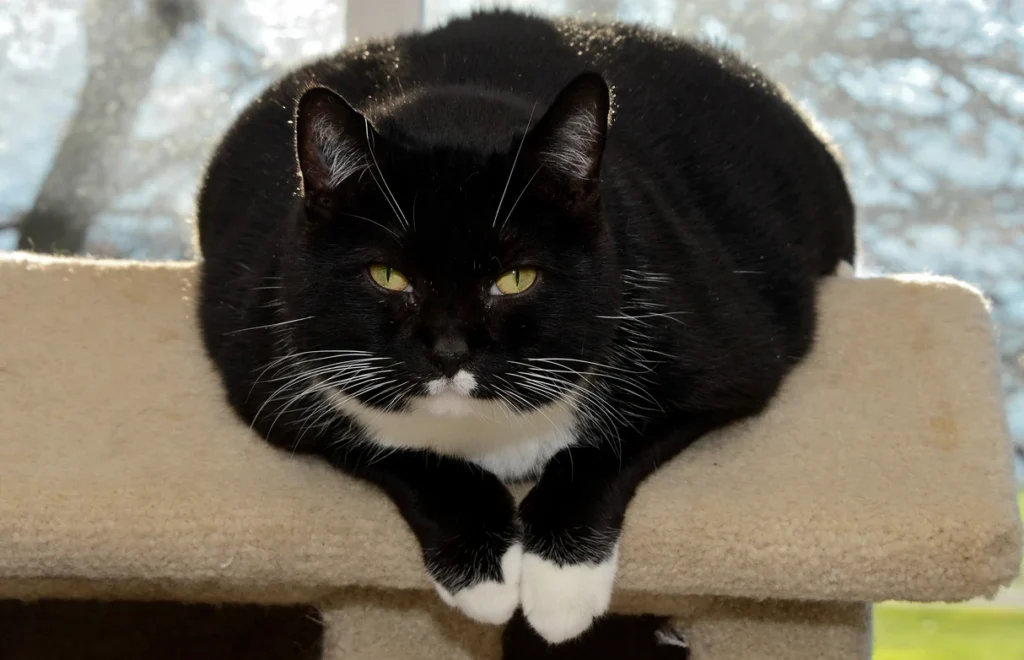 a photo of a large tuxedo cat, lounging over the edge of a cat tree with the sun behind it.