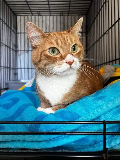 An orange and white cat in a crate on top of a blue blanket.