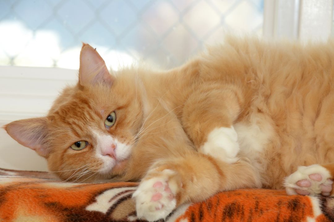 Geant the orange and white adult cat that is currently available for adoption with the Chilliwack Animal Safe Haven, as of Feb. 2023.