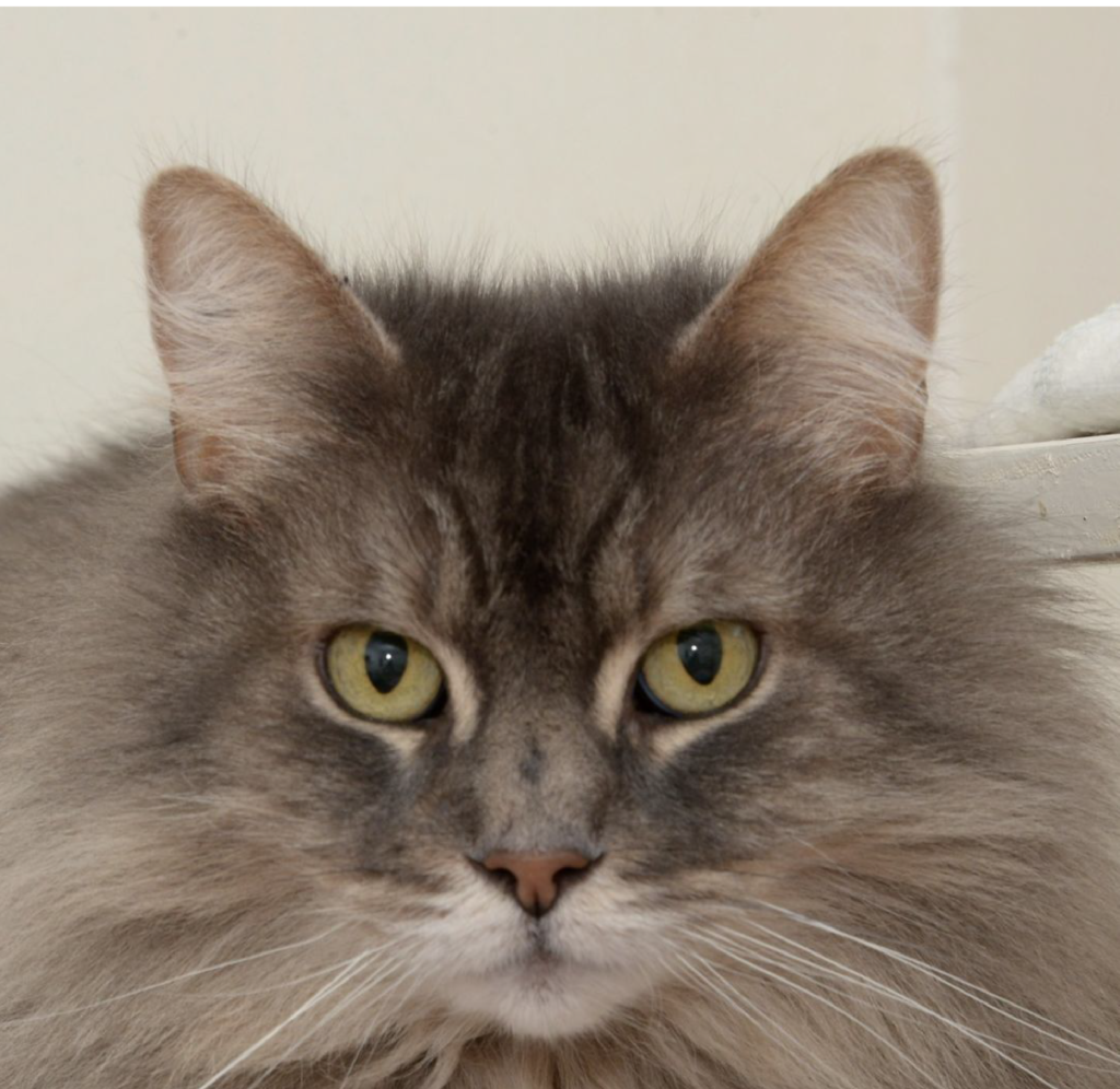 Jazz the grey tabby with a large mane that is currently up for adoption from the Chilliwack Animal Safe Haven as of Feb. 2023
