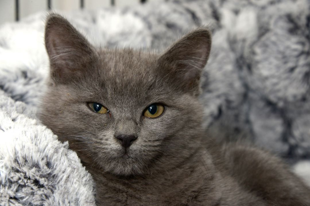 The grey kitten Zinc that is currently available for adoption with the Chilliwack Animal Safe Haven as of Feb. 2023